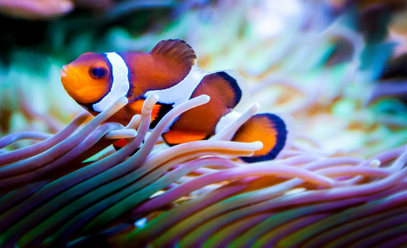 Animals that preferred to eat clownfish