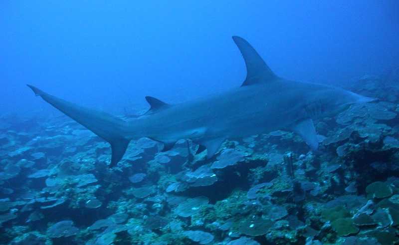 Familiar Shark Species You May Encounter In The Cozumel Waters