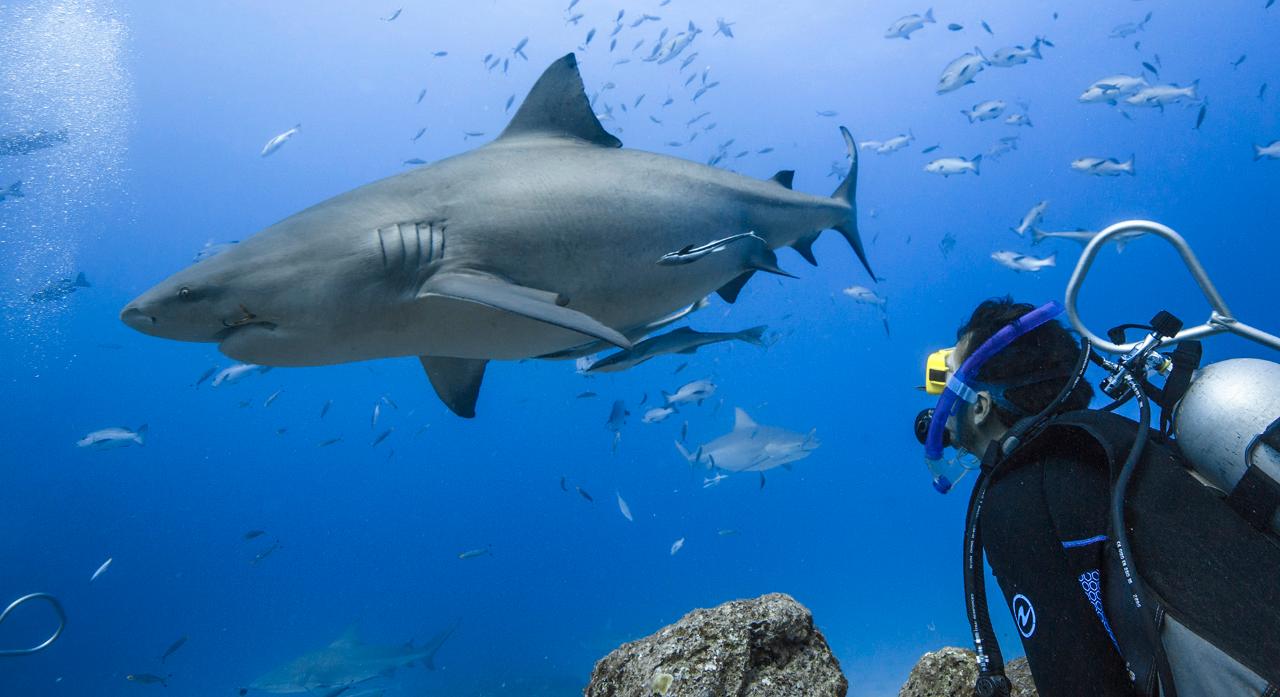 Shark attacks in cozumel