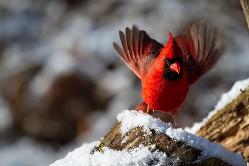 Attracting Cardinals To Your Outdoor Space