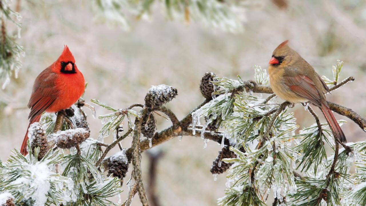 What Does it Mean When You See Two Cardinals