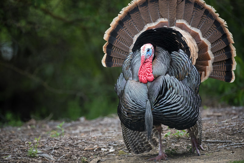 About Wild Turkeys