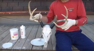 How To Whiten A Deer Skull?