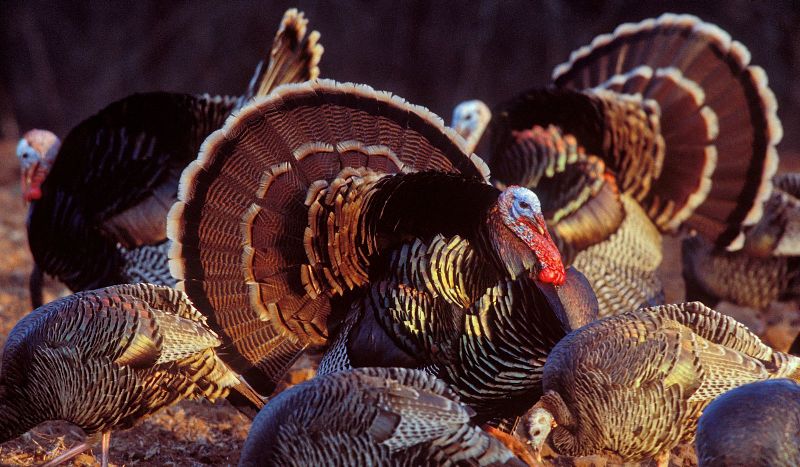 Why Do People Hunt Wild Turkeys