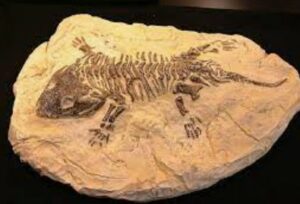 What is a fossil?