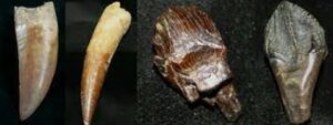 dinosaur tooth fossil