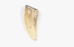 dinosaur tooth fossil