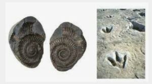 fossils and casts
