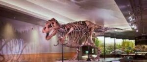 dinosaur museum
