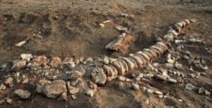 real dinosaur fossils