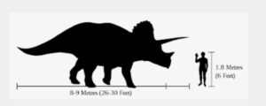 Triceratops Size