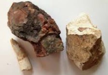 dinosaur tooth fossil