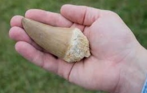 dinosaur tooth fossil