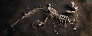 Real Dinosaur Bones