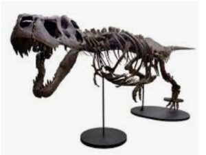T. rex fossil skeleton