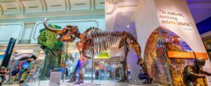 13 Best dinosaur museum update 2022