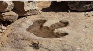 dinosaur footprint fossil