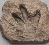 dinosaur footprint fossil