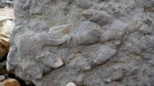 dinosaur footprint fossil