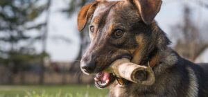 Can dogs have raw deer bones?
