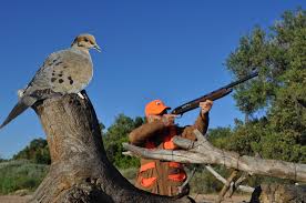 How to Shoot a Shotgun for Dove Hunting