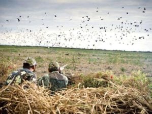 Where to Hunt Doves