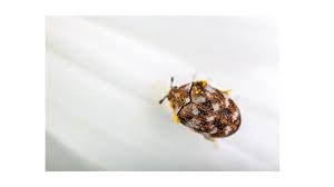 Do carpet beetles bite humans