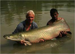 12 largest freshwater fish in the world by weight