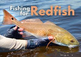 Catch a redfish