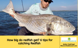 How big do redfish get? 6 tips for catching Redfish 