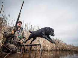 Make sure you bring along a dog that is trained for hunting
