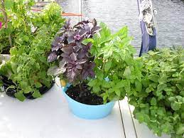 Obtaining Plants and Lettuce for Your Boat