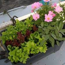 Optional Alternatives for Maintaining a Garden on a Boat