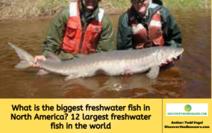 What is the biggest freshwater fish in North America 12 largest freshwater fish in the world