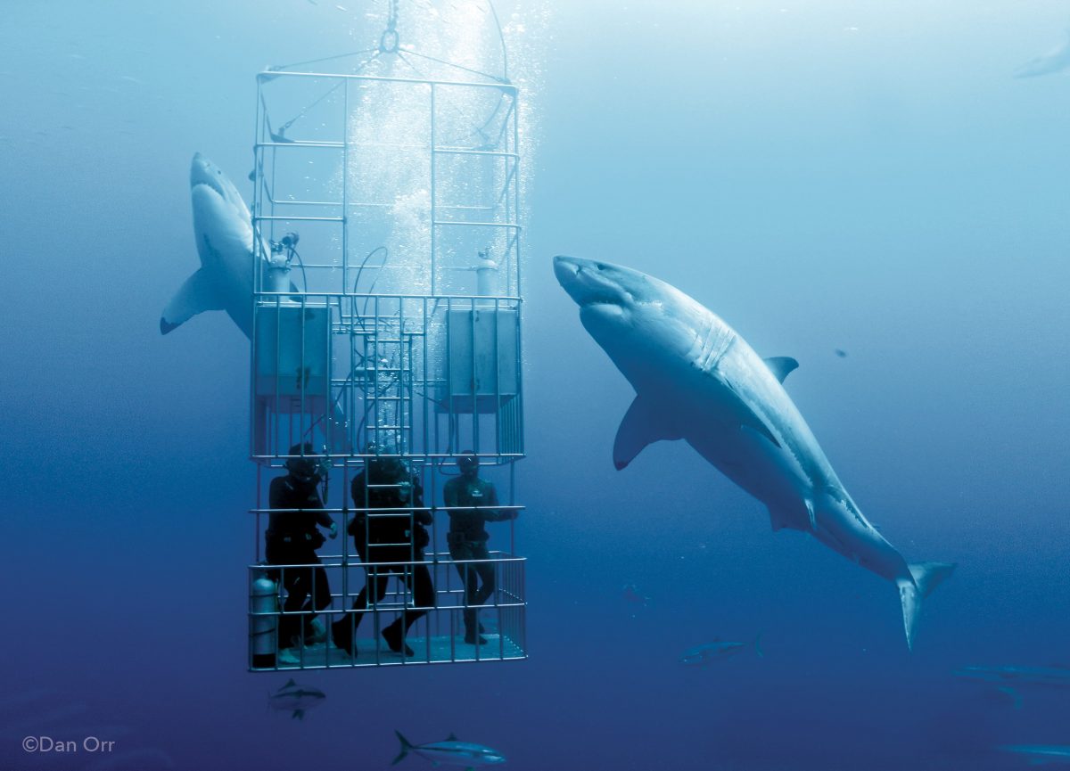 Where Can I Cage Dive With Great White Sharks?