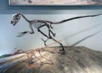 Real dinosaur fossils, dinosaur fossils