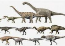 Dinosaur size comparison with a human
