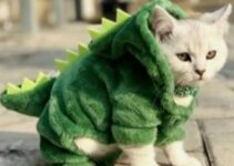 Cat dinosaur costume: fun way with your cat
