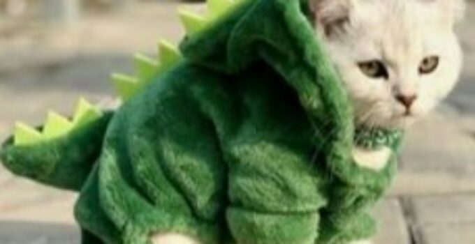 Cat dinosaur costume: fun way with your cat
