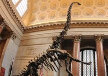 The American Museum of Natural History: dinosaur museum new york