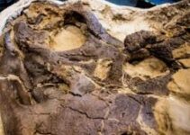 Discovery about dueling dinosaurs fossil