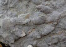 The Dinosaur Footprint Fossil: A Dinosaur Fossil For Dinosaur Lovers