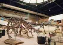The Dinosaur Museum In Michigan – The Dinosaur Museum
