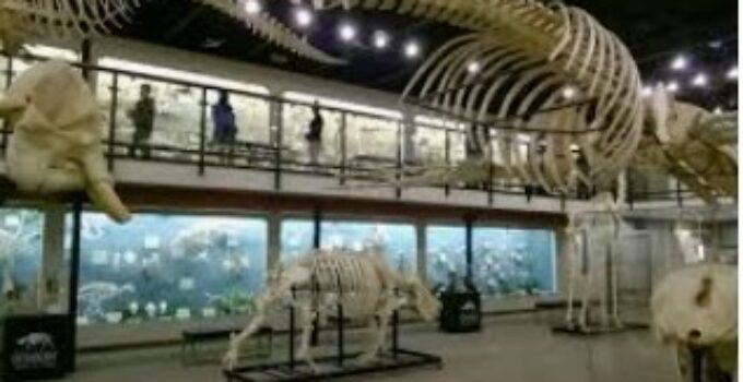 Dinosaur Museum Oklahoma City