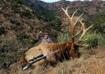 The Best Elk Units In New Mexico. How To Hunt Elk In New Mexico