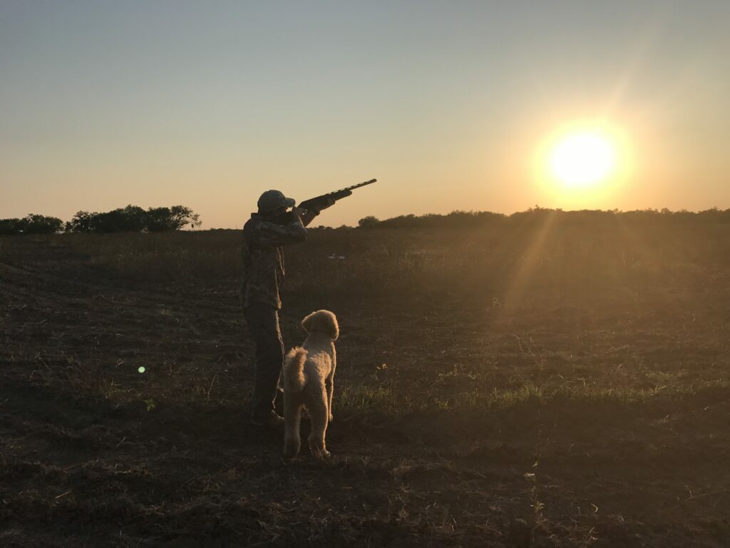 Dove Hunting Tips For Beginners: How To Hunt Doves With A Shotgun. Dove ...