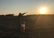 Dove Hunting Tips For Beginners: How To Hunt Doves With A Shotgun. Dove Hunting Setup
