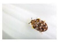 Do Carpet Beetles Bite Humans? How To Get Rid Of Carpet Beetles