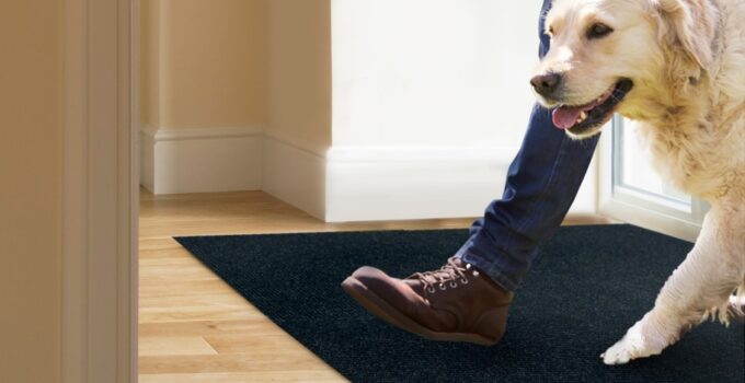 What Carpet Is Best For Pets. Best Type Of Carpet If You Have Dogs