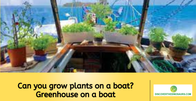 Can you grow plants on a boat? Greenhouse on a boat